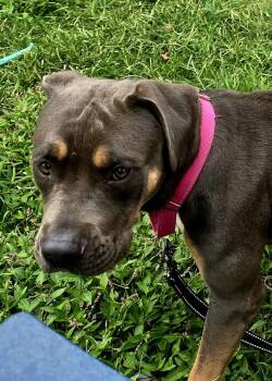 Rescue Labrador Retriever Dogs for Adoption in Center Square, Pennsylvania - Bertha | PetCurious