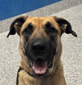 German Shepherd Dog and Great Dane Dogs Available for Adoption in Golden, Colorado - Nebula | PetCurious