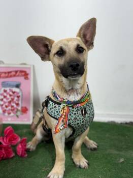 Bobbie-One of our Amazing Rescue Dogs -  Corgi and Chihuahua Dog for Adoption in Carlsbad, California - Bobbie-One Of Our Amazing Rescue Dogs | PetCurious