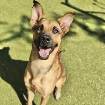Belgian Shepherd Malinois Dogs Available for Adoption in Austin, Texas - Marvin | PetCurious