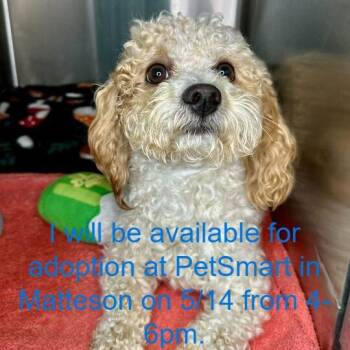 Poodle and Mixed Breed Dogs Available for Adoption in Matteson, Illinois - Grape Seed | PetCurious