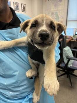 Spanish Moss -  Hound and Mixed Breed Dog for Adoption in Fresno, California - Spanish Moss | PetCurious