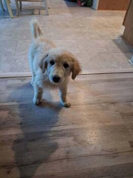 Colton -  Great Pyrenees and Golden Retriever Dog for Adoption in Aurora, Indiana - Colton | PetCurious