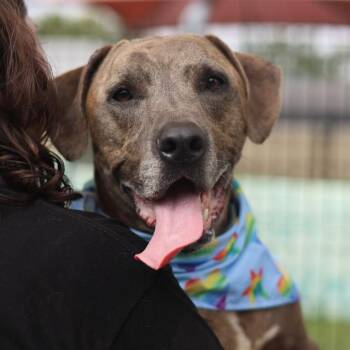 TARZAN -  Hound Dog for Adoption in San Antonio, Texas - TARZAN | PetCurious