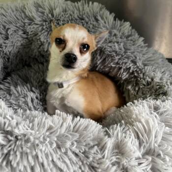 Chihuahua Dogs Available for Adoption - Billy | PetCurious