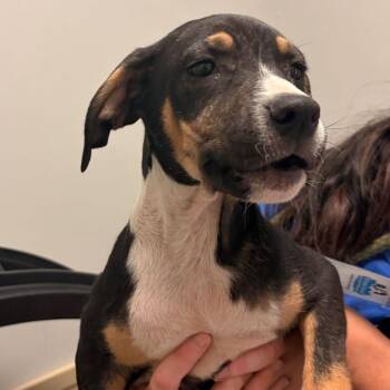 Queka -  Mixed Breed Dog for Adoption in Davenport, Iowa - Queka | PetCurious