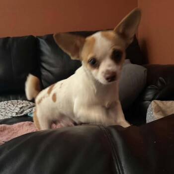 2167 Spiffy -  Chihuahua Dog for Adoption in Springfield, Missouri - 2167 Spiffy | PetCurious