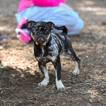 Ramen -  Pug Dog for Adoption in Chester Springs, Pennsylvania - Ramen | PetCurious