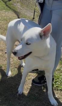 Siberian Husky Dogs Available for Adoption in Sumter, South Carolina - Lucky | PetCurious