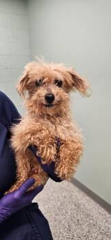 PawPaw Robert -  Terrier and Poodle Dog for Adoption in Athens, Tennessee - PawPaw Robert | PetCurious