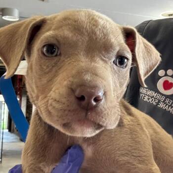 Pit Bull Terrier Dogs Available for Adoption in Birmingham, Alabama - Ariana | PetCurious