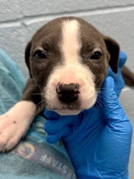 Ramen Noodle -  Mixed Breed Dog for Adoption in Wichita, Kansas - Ramen Noodle | PetCurious