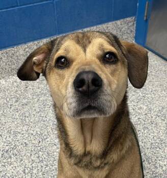 Hound and Labrador Retriever Dogs Available for Adoption - Daryl | PetCurious