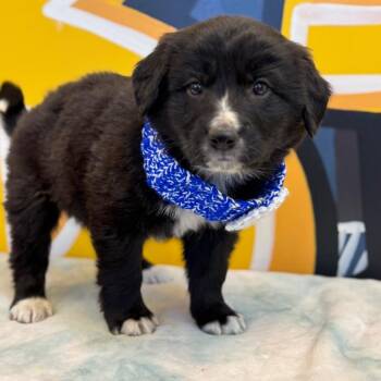 Australian Shepherd and Great Pyrenees Dogs Available for Adoption in Mankato, Minnesota - Dunkin | PetCurious
