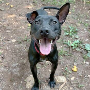 American Staffordshire Terrier and Mixed Breed Dogs Available for Adoption in Roanoke, Virginia - Macaroni | PetCurious