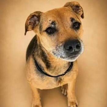Buster -  Beagle and Mixed Breed Dog for Adoption in Verona, New Jersey - Buster | PetCurious