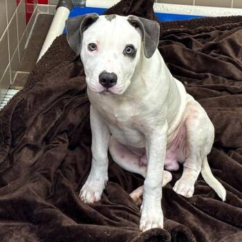 Bosco -  Terrier Dog for Adoption in Des Moines, Iowa - Bosco | PetCurious