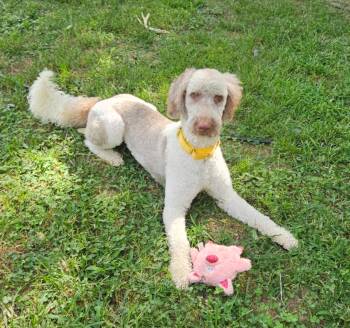 Celeste -  Standard Poodle Dog for Adoption in Yorktown, Virginia - Celeste | PetCurious