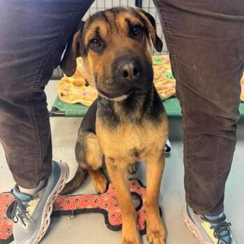 Mixed Breed Dogs Available for Adoption in Bend, Oregon - Cedar | PetCurious