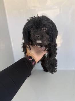 A660948 -  Havanese Dog for Adoption in Houston, Texas - A660948 | PetCurious