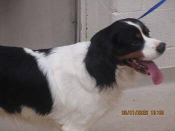 English Setter and Cavalier King Charles Spaniel Dogs Available for Adoption in Marietta, Georgia - Stitch(878) | PetCurious