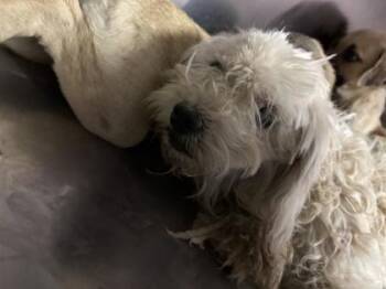61181823 -  Miniature Poodle and Mixed Breed Dog for Adoption in El Paso, Texas - 61181823 | PetCurious