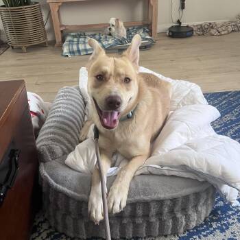 Biscuit -  Carolina Dog and Akita Dog for Adoption in Torrance, California - Biscuit | PetCurious