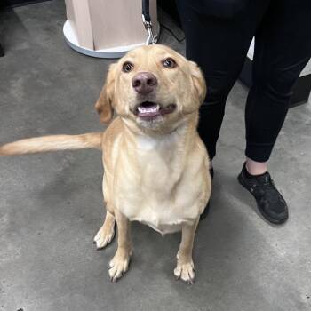 Winston -  Yellow Labrador Retriever Dog for Adoption in Tampa, Florida - Winston | PetCurious
