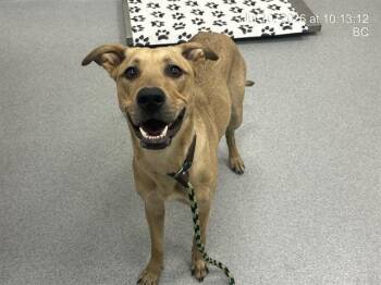 ROXY -  Black Mouth Cur and Mixed Breed Dog for Adoption in Ocala, Florida - ROXY | PetCurious