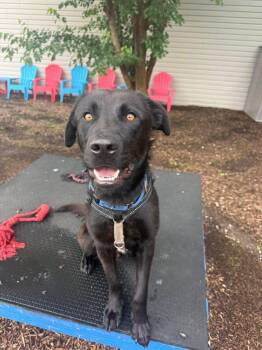 Rocky -  Black Labrador Retriever Dog for Adoption in Columbia, Missouri - Rocky | PetCurious