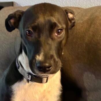 Toffee Butterscotch Bean -  Pit Bull Terrier and Labrador Retriever Dog for Adoption in Friendswood, Texas - Toffee Butterscotch Bean | PetCurious