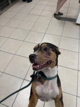 Sweet Heart -  Mixed Breed Dog for Adoption in Largo, Florida - Sweet Heart | PetCurious