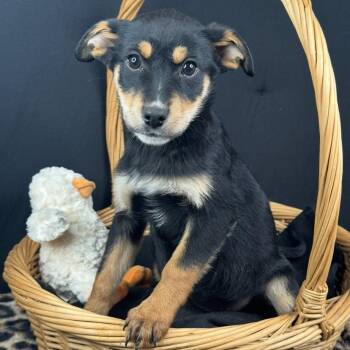 Labrador Retriever and Rottweiler Dogs Available for Adoption - Scarlett | PetCurious