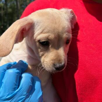 Vienna -  Dachshund and Mixed Breed Dog for Adoption in Parrish, Alabama - Vienna | PetCurious