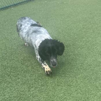 Elsa 6432 -  English Cocker Spaniel Dog for Adoption in Loxahatchee Groves, Florida - Elsa 6432 | PetCurious