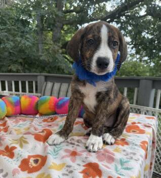Stubby -  Labrador Retriever and Australian Shepherd Dog for Adoption - Stubby | PetCurious
