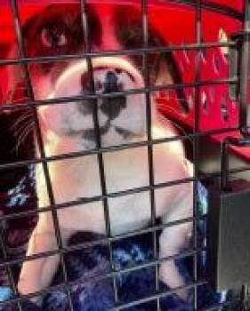 Cairn Terrier and Chihuahua Dogs Available for Adoption - Una | PetCurious