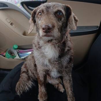 Rescue Terrier Dogs for Adoption in Green Forest, Arkansas - Hershey | PetCurious