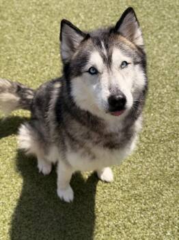 Husky Dogs Available for Adoption in Mt. Juliet, Tennessee - Juno | PetCurious