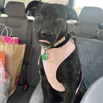 Rescue Mixed Breed Dogs for Adoption in Buffalo, Minnesota - Gwen | PetCurious