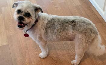 Dina -  Poodle Dog for Adoption in Toronto, Ontario - Dina | PetCurious
