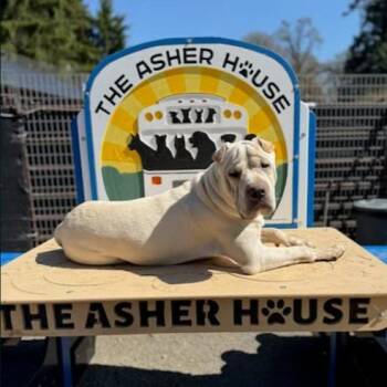 Turbo -  Shar Pei and Mixed Breed Dog for Adoption in Golden, Colorado - Turbo | PetCurious