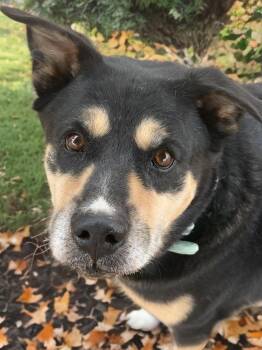 Blackberry/bear -  Shepherd Dog for Adoption in Kingman, Arizona - Blackberry/bear | PetCurious