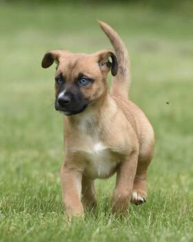 Australian Shepherd and Shepherd Dogs Available for Adoption in Mechanicsburg, Pennsylvania - Arctic | PetCurious