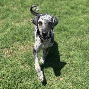 Labrador Retriever and Poodle Dogs Available for Adoption in Goleta, California - Furby | PetCurious