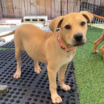 MINNIE - FOSTER OR ADOPTER NEEDED -  Labrador Retriever Dog for Adoption in Largo, Florida - MINNIE - FOSTER OR ADOPTER NEEDED | PetCurious