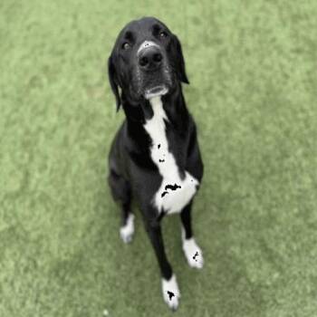 Hunky -  Labrador Retriever and Mixed Breed Dog for Adoption in Chicago, Illinois - Hunky | PetCurious