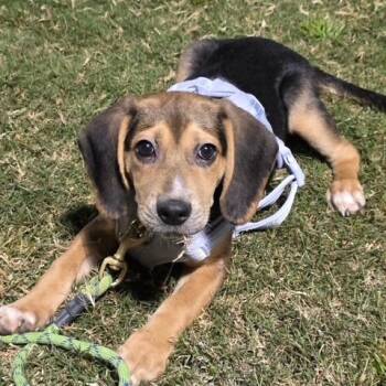 Tiffany -  Beagle Dog for Adoption in Richmond, Virginia - Tiffany | PetCurious