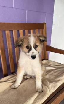**KOBE** -  Australian Shepherd and Great Pyrenees Dog for Adoption in North Prairie, Wisconsin - **KOBE** | PetCurious