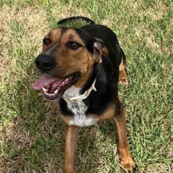 Dexter -  Coonhound Dog for Adoption in Wharton, Texas - Dexter | PetCurious